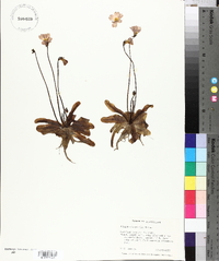 Pinguicula pumila image