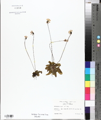 Pinguicula pumila image