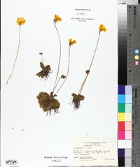 Pinguicula lutea image