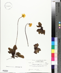 Pinguicula lutea image