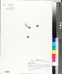 Pinguicula pumila image