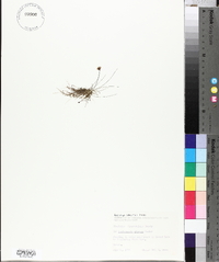Utricularia gibba image