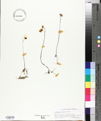 Utricularia gibba image