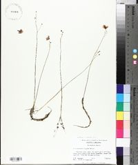 Utricularia gibba image