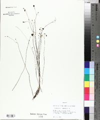 Utricularia gibba image