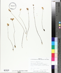 Utricularia cornuta image