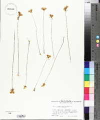 Utricularia cornuta image