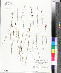 Utricularia cornuta image