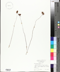 Utricularia cornuta image