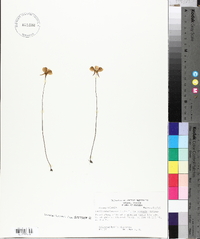 Utricularia cornuta image