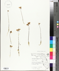 Utricularia cornuta image