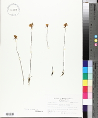 Utricularia cornuta image