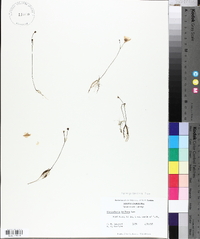 Utricularia gibba image