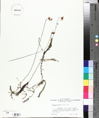 Utricularia gibba image