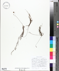 Utricularia gibba image