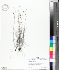 Utricularia subulata image