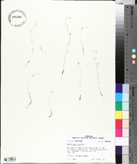 Utricularia subulata image