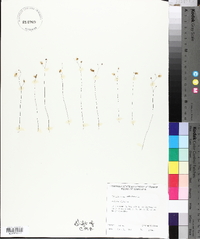 Utricularia subulata image