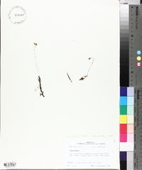 Utricularia juncea image