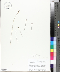 Utricularia juncea image