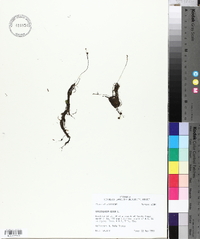 Utricularia gibba image