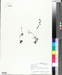 Utricularia gibba image