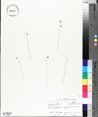 Utricularia gibba image