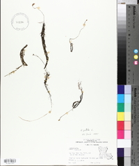 Utricularia gibba image