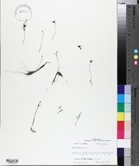 Utricularia gibba image