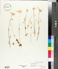 Allium drummondii image