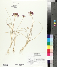 Allium drummondii image