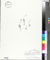 Utricularia gibba image