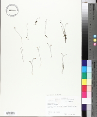 Utricularia gibba image