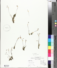 Utricularia gibba image