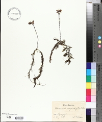 Utricularia australis image