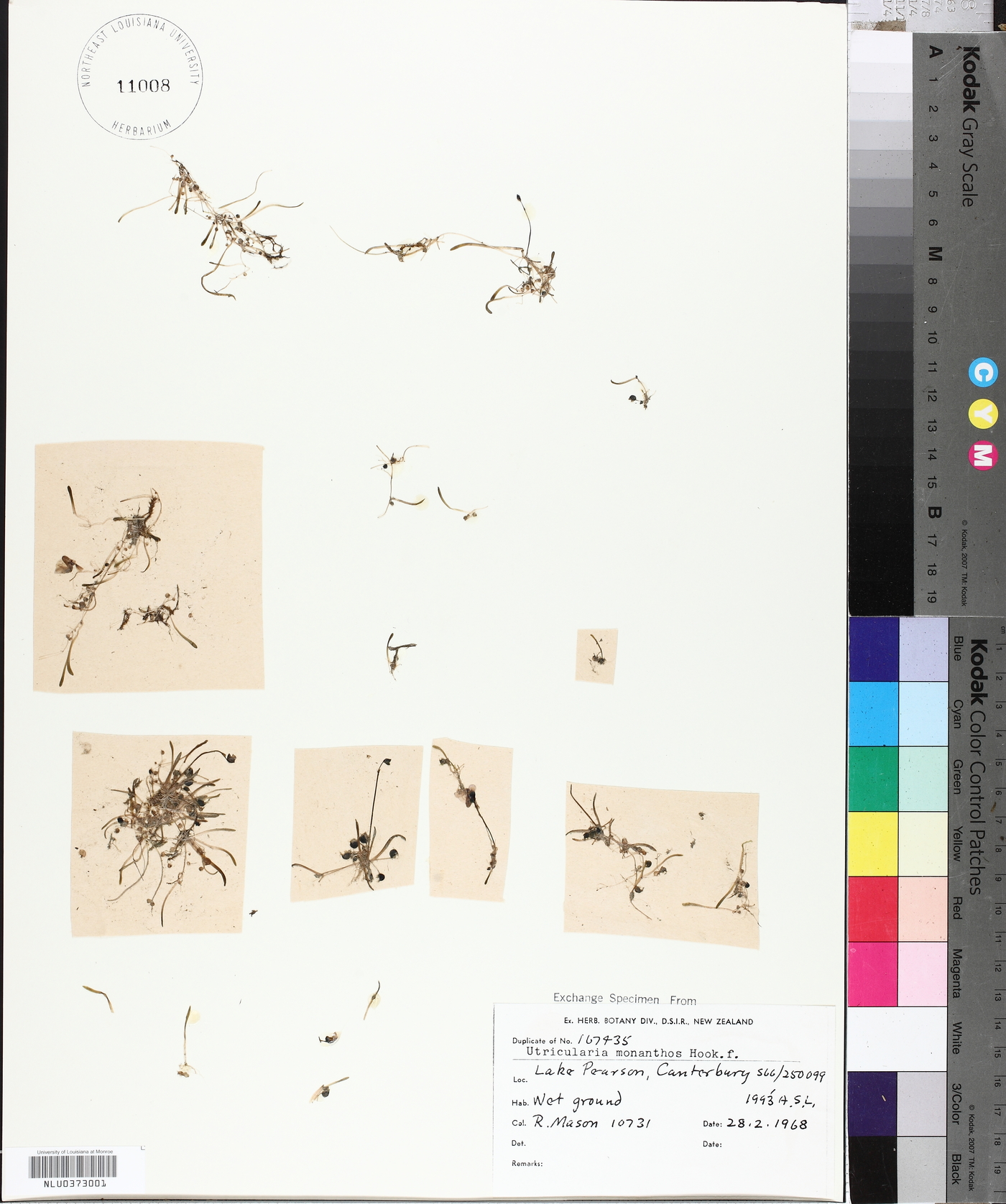 Utricularia dichotoma subsp. monanthos image