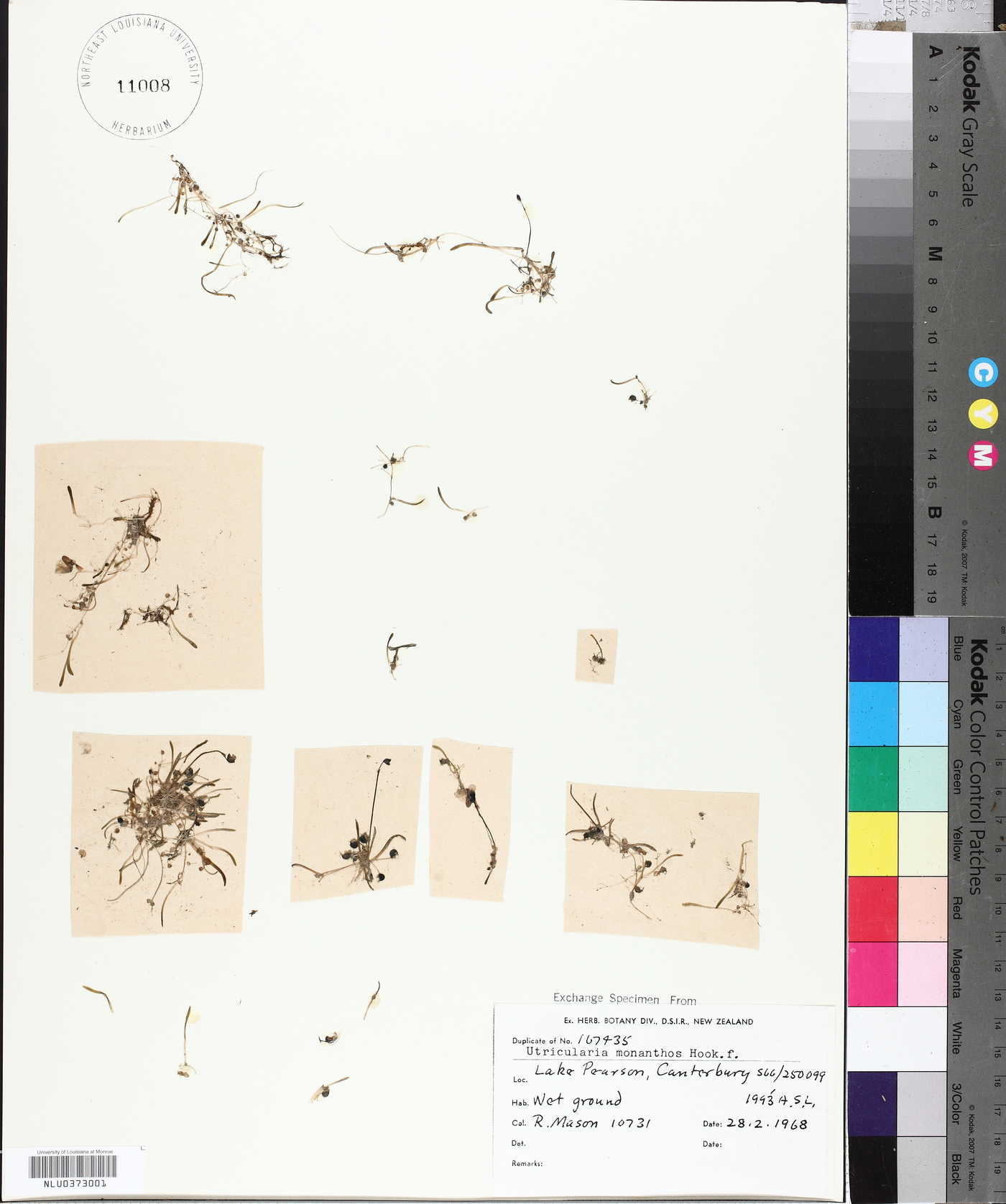 Utricularia dichotoma image