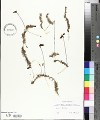 Utricularia intermedia image