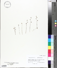 Utricularia gibba image