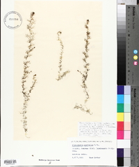 Utricularia australis image