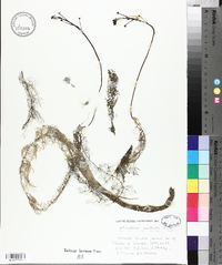 Utricularia australis image