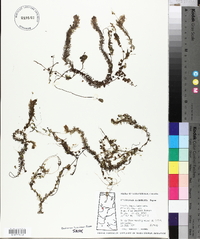 Utricularia intermedia image