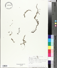 Utricularia intermedia image