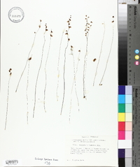 Utricularia fimbriata image