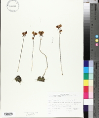 Utricularia cornuta image