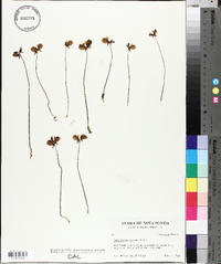 Utricularia cornuta image