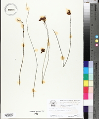 Utricularia praelonga image