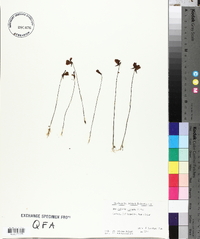 Utricularia cornuta image