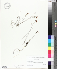 Utricularia subulata image