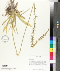 Aletris lutea image